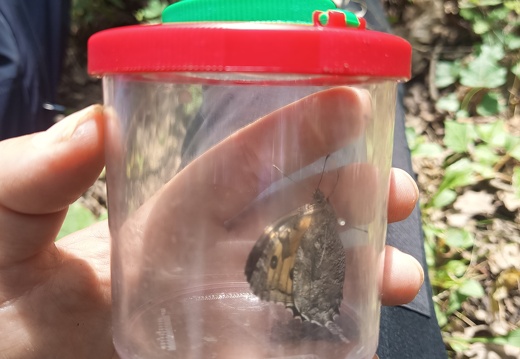 Pechs de Cos à Lavelanet